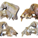 Cave bear skulls found in the Caucasus mountains.
